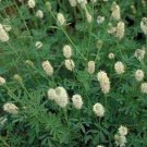 Jammas5 Prairie Clover (Dalea Candida) White - 500 Seeds