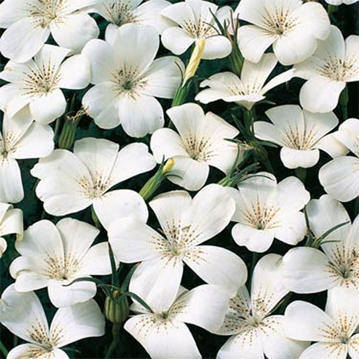 Jammas5 Agrostemma Githago Bianca White- 50 Seeds