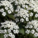 Jammas5 Anise (Pimpinella Anisum)- 100 Seeds