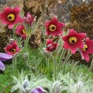 Jammas5 Anemone- Pulsatilla Vulgaris-Pasque Flower- Red- 25 Seeds
