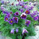 Jammas5 Anemone- Pulsatilla Vulgaris-Pasque Flower- Violet- 25 Seeds