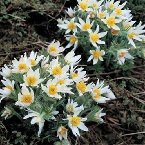 Jammas5 Anemone- Pulsatilla Vulgaris-Pasque Flower- White- 25 Seeds