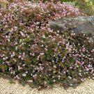 Jammas5 Pinkhead Smartweed- (Polygonum Capitatum) (Punching Balls) - 50 Seeds