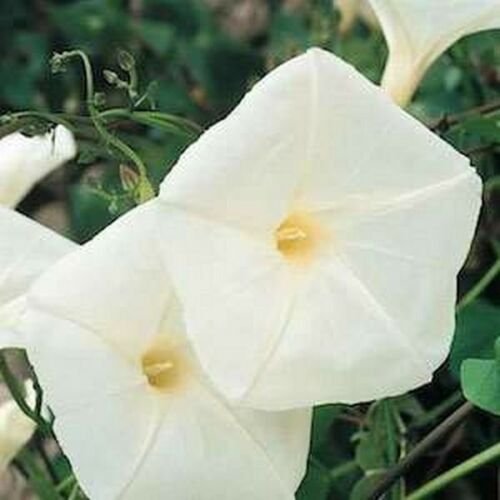 Jammas5 Morning Glory- Pearly Gates- 50 Seeds
