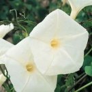 Jammas5 Morning Glory- Pearly Gates- 50 Seeds