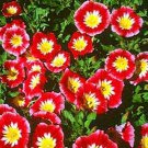 Jammas5 Morning Glory Ensign -Red (Convolvulus Tricolor Minor)- 50 seeds