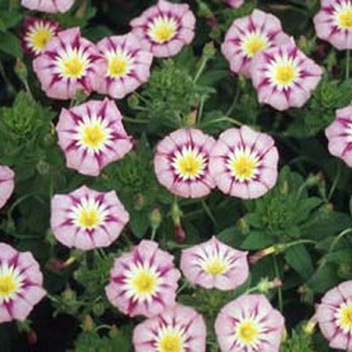 Jammas5 Morning Glory Ensign -Rose (Convolvulus Tricolor Minor)- 50 seeds