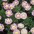 Jammas5 Morning Glory Ensign -Rose (Convolvulus Tricolor Minor)- 50 seeds
