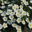 Jammas5 Morning Glory Ensign - White- (Convolvulus Tricolor Minor)- 50 seeds