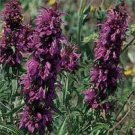 Jammas5 Monarda Didyma Citrioda- Lemon Bee Balm- 100 Seeds