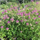 Jammas Monarda Fistulosa- Mint Bee Balm-50 Seeds