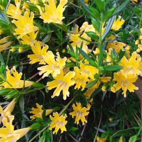 Jammas5 Mimulus Hybridus F2 Twinkle Yellow- 100 seeds