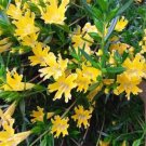 Jammas5 Mimulus Hybridus F2 Twinkle Yellow- 100 seeds