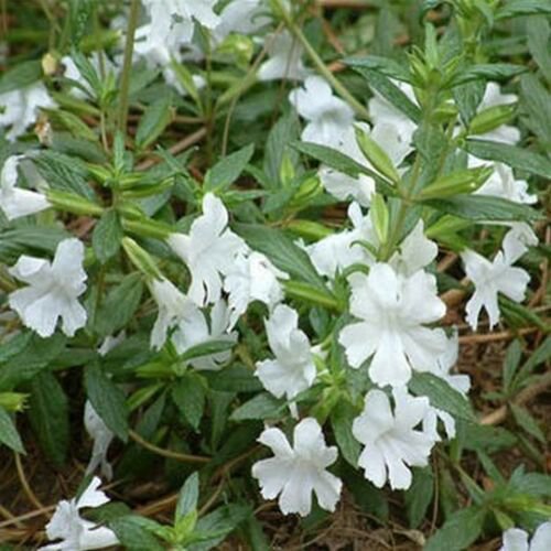 Jammas5 Mimulus Hybridus F2 Twinkle White- 100 seeds