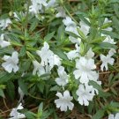 Jammas5 Mimulus Hybridus F2 Twinkle White- 100 seeds