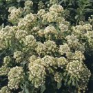 Jammas5 Mignonette Machet (Reseda Odorata)- 100 seeds