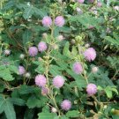 Jammas5 Mimosa Pudica-Sensitive Plant- 50 seeds