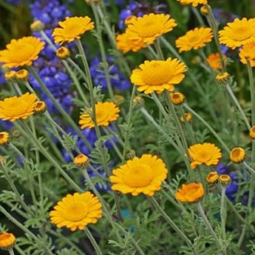 Jammas5 Marguerite Daisy Orange (Anthemis Sancti-Johannis) -100 seeds