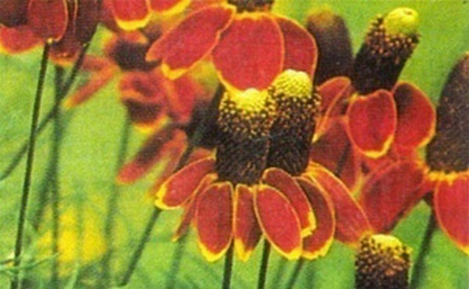 Jammas5 Mexican Hat-Ratibida Columnifera- 200 seeds