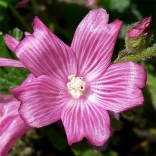 Jammas5 Mallow- False- Sidalcea Malviflora- 50 seeds-