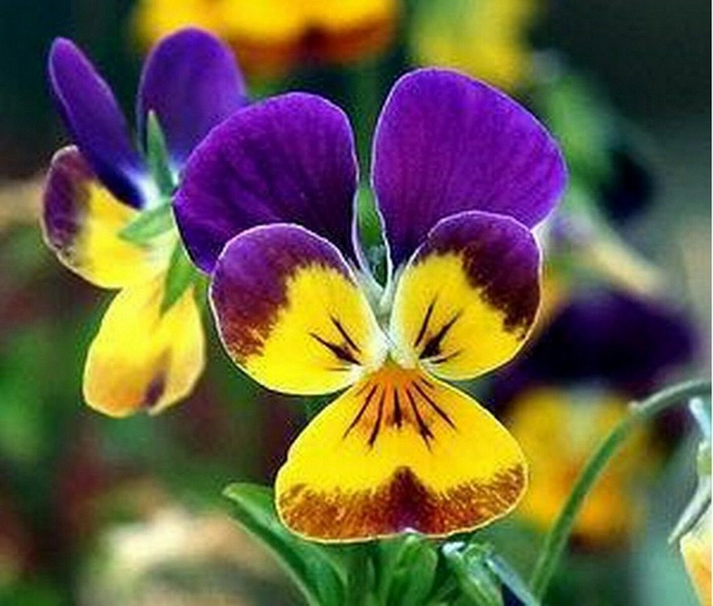 Jammas5 Johnny Jump-up (Viola Tricolor)- 200 Seeds