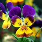 Jammas5 Johnny Jump-up (Viola Tricolor)- 200 Seeds