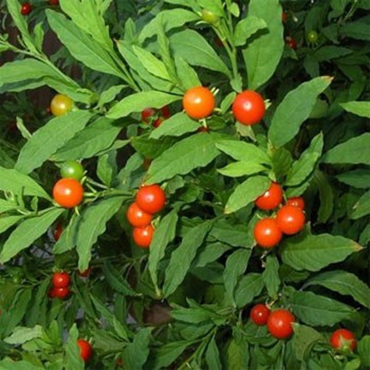 Jammas5 Jerusalem Cherry (Solanum Pseudocapsicum)- 50 seeds