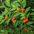 Jammas5 Jerusalem Cherry (Solanum Pseudocapsicum)- 50 seeds