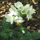 Jammas5 Jacob's Ladder(Polemonium Caeruleum) White- 50 seeds