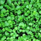 Jammas5 1000 Bulk CORSICAN MINT Mentha Requienii Herb Fragrant Ground Cover Flower Seeds