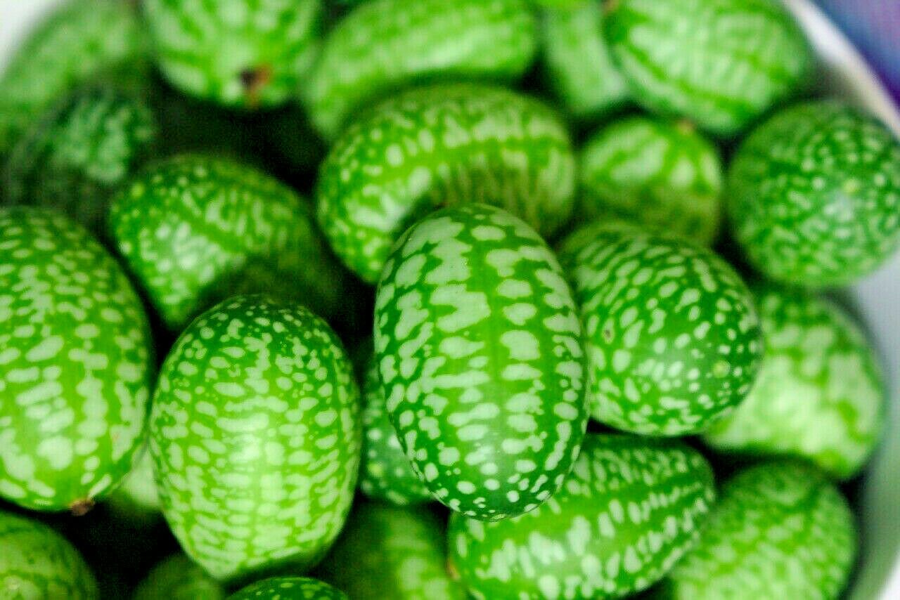 Jammas5 10 CUCAMELON Melothria Scabra Mouse Melon Mexican Mini Watermelon Fruit Seeds