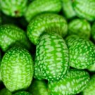 Jammas5 10 CUCAMELON Melothria Scabra Mouse Melon Mexican Mini Watermelon Fruit Seeds