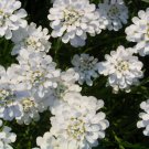 Jammas5 1000 WHITE EMPRESS CANDYTUFT Iberis Amara Flower Seeds + Gift & Comb S/H