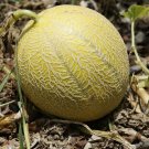 Jammas5 100 Minnesota MIDGET CANTALOUPE MELON Cucumis Melo Reticulatus Fruit Seeds +Gift