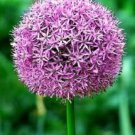 Jammas5 25 GIANT ALLIUM GLOBEMASTER Allium Giganteum Flower Seeds + Gift & Comb S/H
