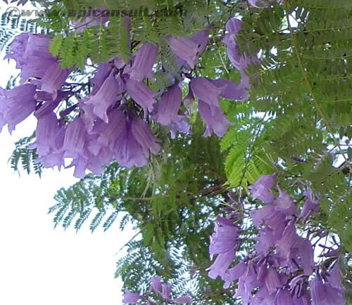 Jammas5 25 BLUE JACARANDA TREE Mimosifolia Fern Flower Seeds + Gift & Comb S/H