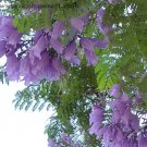 Jammas5 25 BLUE JACARANDA TREE Mimosifolia Fern Flower Seeds + Gift & Comb S/H