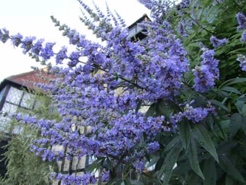 Jammas5 25 CHASTE BERRY TREE Vitex Agnus Castus Monk&acirc;��s Pepper Flower Seeds *Comb S/H