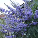 Jammas5 25 CHASTE BERRY TREE Vitex Agnus Castus Monk’s Pepper Flower Seeds *Comb S/H
