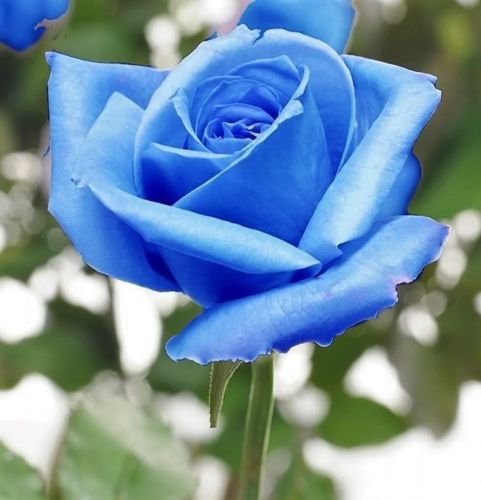 Jammas5 5 BLUE ROSE Rosa Bush Shrub Perennial Flower Seeds + Gift & Comb S/H