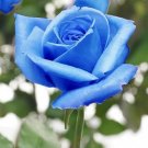 Jammas5 5 BLUE ROSE Rosa Bush Shrub Perennial Flower Seeds + Gift & Comb S/H
