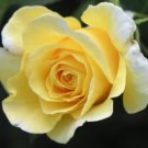 Jammas5 5 YELLOW ROSE Rosa Bush Shrub Perennial Flower Seeds + Gift & Comb S/H