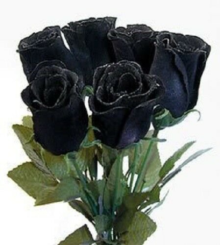 Jammas5 5 BLACK ROSE Rosa Bush Shrub Perennial Flower Seeds + Gift & Comb S/H