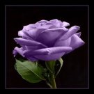 Jammas5 5 PURPLE ROSE Rosa Bush Shrub Perennial Flower Seeds + Gift & Comb S/H