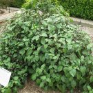 Jammas5 5 TRUE PATCHOULI Shrub Fragrant Patchouly Pogostemon Cablin Herb Seeds *Comb S/H