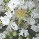 Jammas5 35 WHITE CREPE MYRTLE Crape Tree Shrub Lagerstroemia Flower Seeds *Comb S/H