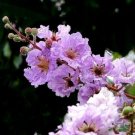 Jammas5 35 LILAC CREPE MYRTLE Crape Tree Shrub Lagerstroemia Flower Seeds +Gift & CombSH
