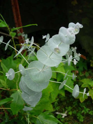 Jammas5 20 SILVER DROP EUCALYPTUS Gunnii Cider Gum Tree Seeds + Gift & Comb S/H