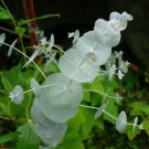 Jammas5 20 SILVER DROP EUCALYPTUS Gunnii Cider Gum Tree Seeds + Gift & Comb S/H