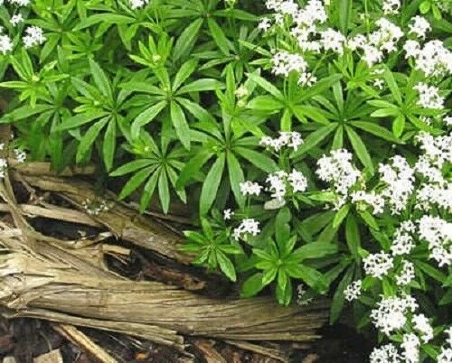 Jammas5 20 SWEET WOODRUFF ASPERULA Galium Odoratum Shade White Flower Seeds *Comb S/H